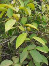 Load image into Gallery viewer, CBT8020 - Alicia anisopetala 10 seeds