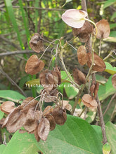 Load image into Gallery viewer, CBT8020 - Alicia anisopetala 10 seeds