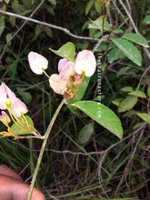 Load image into Gallery viewer, CBT8020 - Alicia anisopetala 10 seeds
