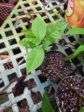 Load image into Gallery viewer, CBT-BCMK: B. caapi "McKenna Cielo" Live Plant Vine