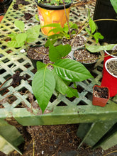 Load image into Gallery viewer, CBT-BCMK: B. caapi "McKenna Cielo" Live Plant Vine