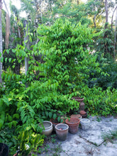 Load image into Gallery viewer, CBT-BCMK: B. caapi "McKenna Cielo" Live Plant Vine