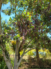 Load image into Gallery viewer, CBT-ASH Acacia simplex Seeds