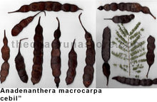 Load image into Gallery viewer, CBT-AMC -Anadenanthera colurina v Cebil