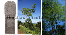 Load image into Gallery viewer, CBT-AMC -Anadenanthera macrocarpa Ex Salta