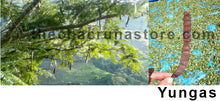 Load image into Gallery viewer, CBT-AMY - Anadenanthera macrocarpa v. Yungas Falcate Seeds
