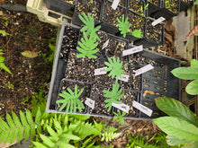 Load image into Gallery viewer, CBT-AMY - Anadenanthera macrocarpa v. Yungas Falcate Seeds