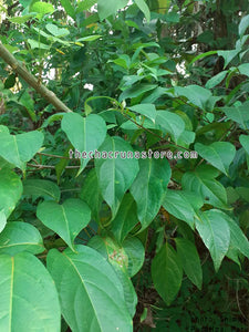 CBT2024 - Banisteriopsis caapi "Black Thunder"  Pack of 5 seeds