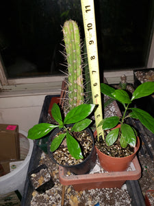 CBT-PV03 - P. viridis #3 small Plant