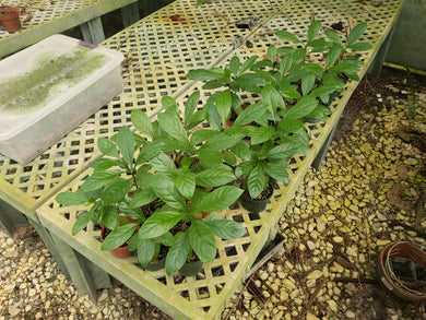 CBT-PVH - Psychotria sp. Nexus (Hybrid) small Plant