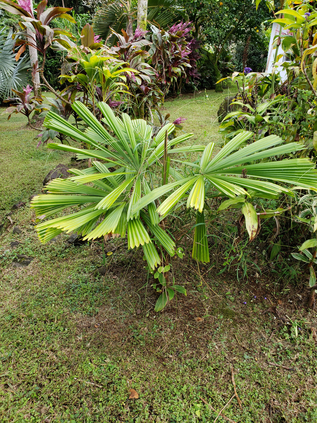 Licuala ramsayi palm seedling