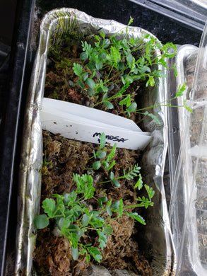 CBT-MT: Mimosa tenuiflora 20 Pack of Seeds