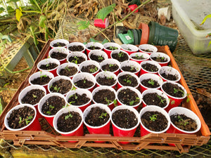 CBT-MT: Mimosa tenuiflora 20 Pack of Seeds