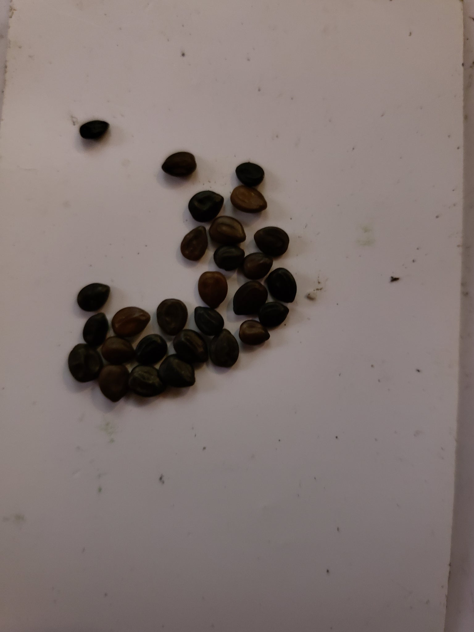 mimosa hostilis plant seeds CBT-MT: Mimosa tenuiflora 20 Pack of Seeds – The Chacruna Store