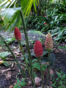 ginger pineapple plant Shampoo Ginger – The Chacruna Store