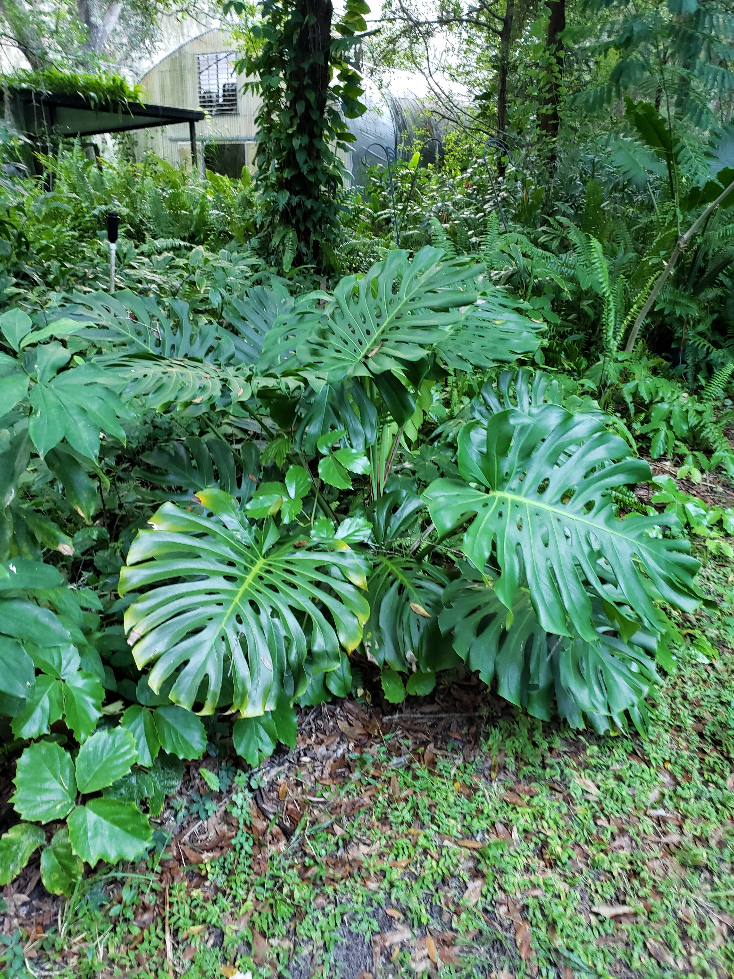 monstera deliciosa enana Monstera deliciosa – The Chacruna Store