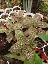 Load image into Gallery viewer, CBT-FA: Fittonia (Nerve Plant)