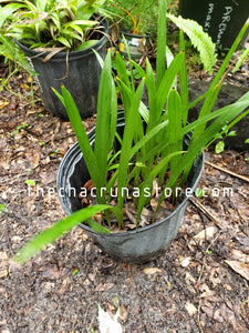 Cocothrinax argentata seedling