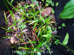Cocothrinax argentata seedling