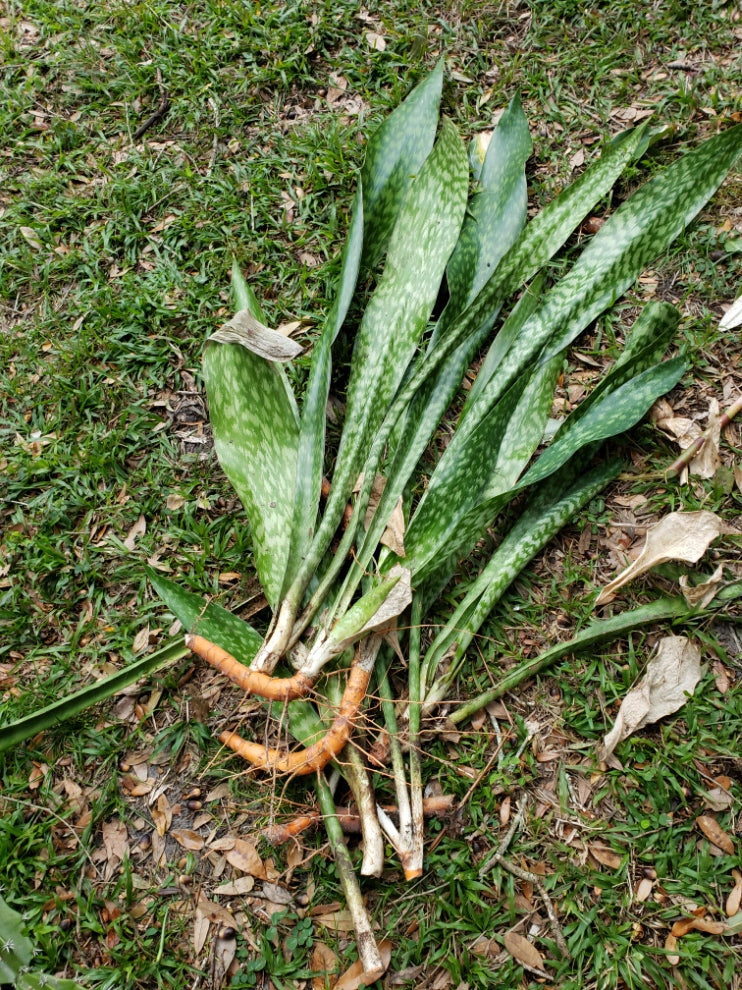 Sansaveria sp. 3 Snake Plants, Mother-in-Law's Tongue – The Chacruna Store