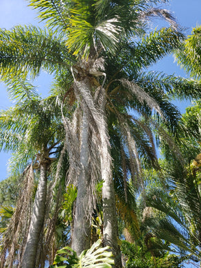 Syagrus romanzifolia 3 small Queen Palm seedlings