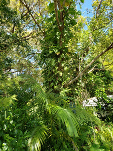Monstera adansonii