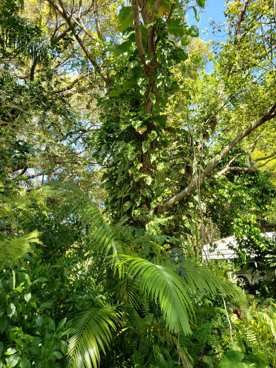 monstera deliciosa adansonii tree Monstera adansonii – The Chacruna Store