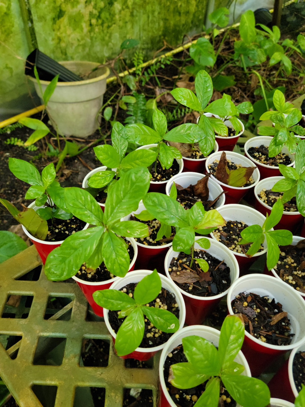 CBT-PVS - P viridis Shipibo small Plant