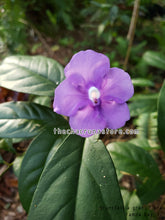 Load image into Gallery viewer, CBT-BG: Brunsfelsia grandiflora 2 Unrooted cuttings