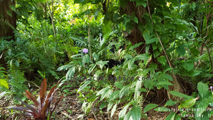 CBT-BG: Brunsfelsia grandiflora 2 Unrooted cuttings
