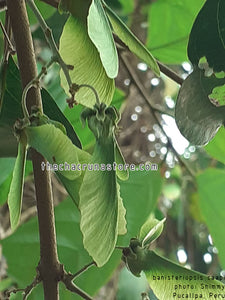 CBT2024 - Banisteriopsis caapi "Black Thunder"  Pack of 5 seeds